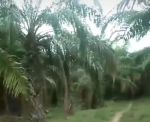 thumbnail-tanah-kebun-sawit-1-hektar-di-natar-0