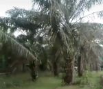 thumbnail-tanah-kebun-sawit-1-hektar-di-natar-2