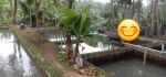 thumbnail-rumah-plus-kolam-ikan-di-kemiling-bandar-lampung-1